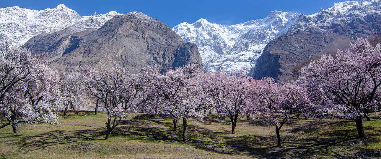 Experience The Majestic <br>Beauty Of Blossom